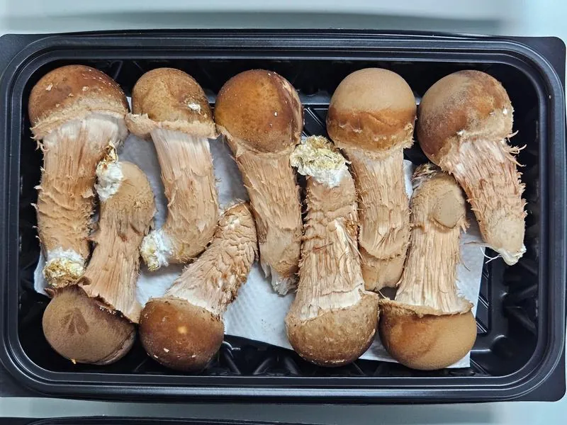 상품 참송이 포장